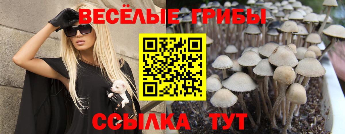 Галлюциногенные грибы прущие грибы Ставрополь